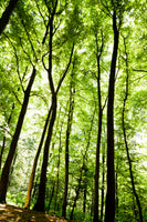 acrylic-print-forest