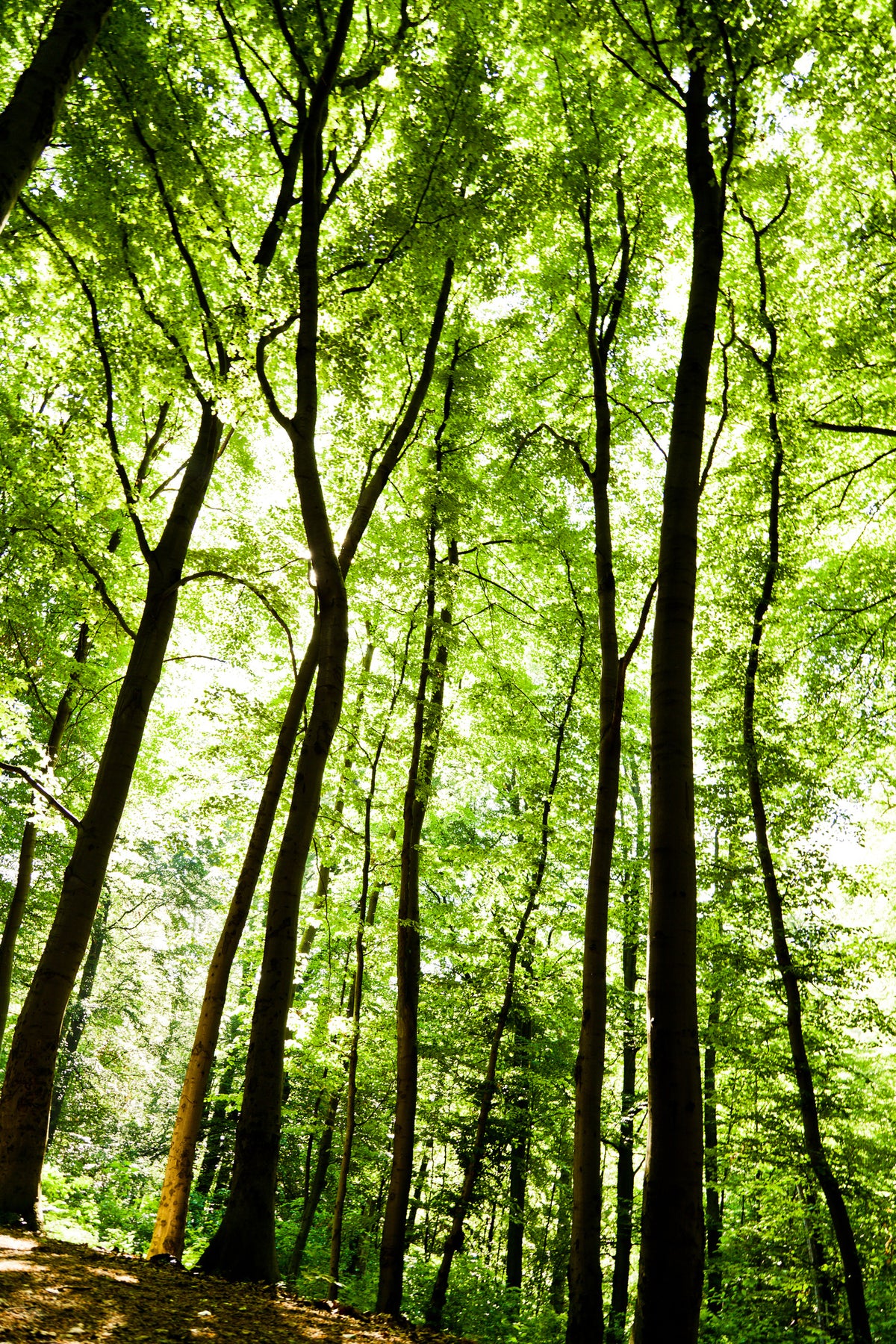 acrylic-print-forest