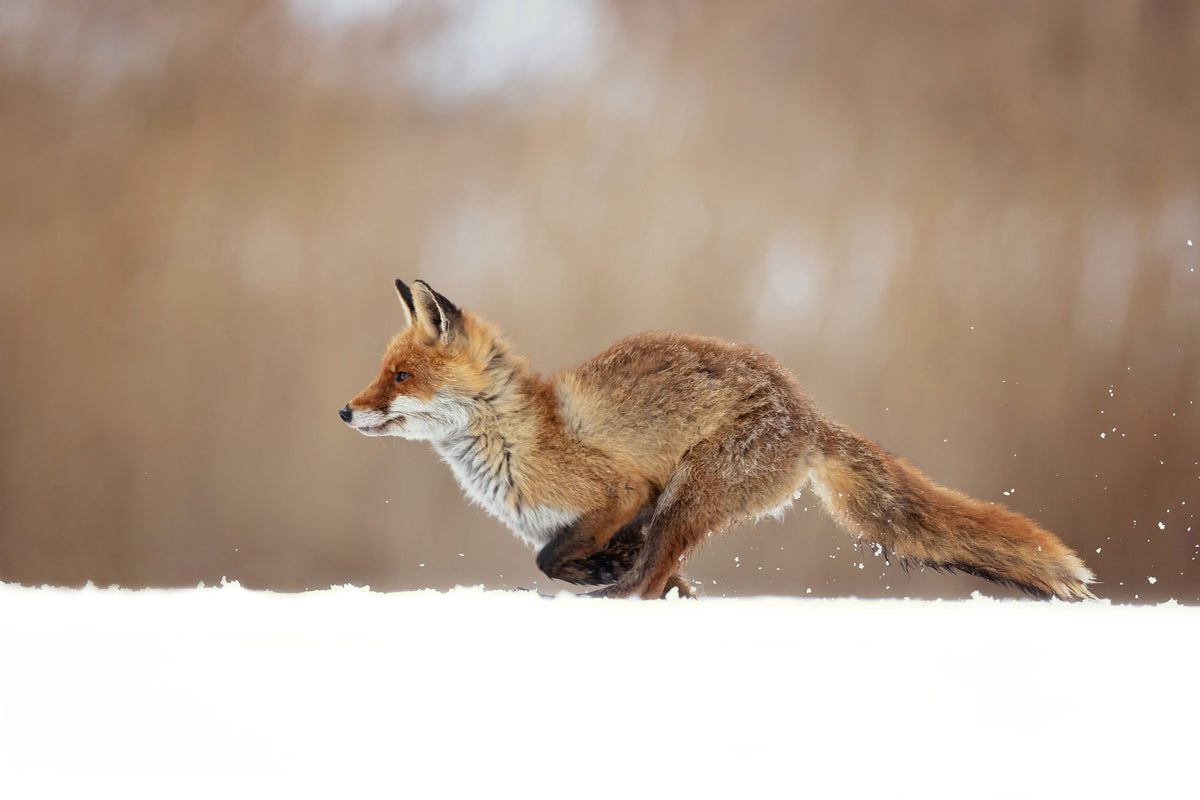 aluminium-print-red-fox-xmv