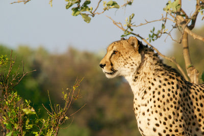 poster-print-cheetah-in-nature