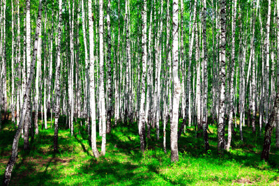 poster-print-summerly-birch-forest