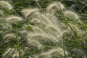3-piece-canvas-print-ornamental-grass-in-the-wind