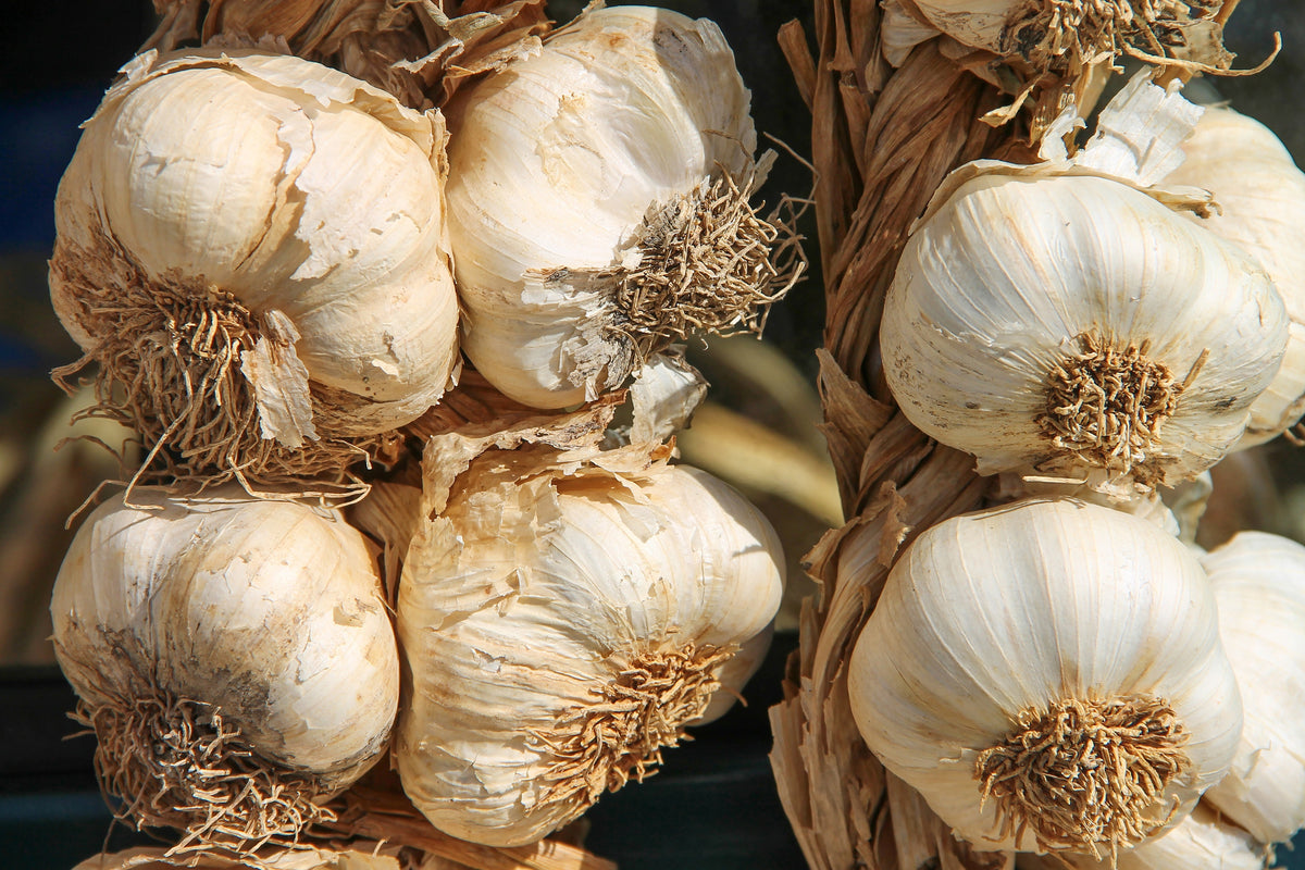 framedposter-print-the-garlic-xl