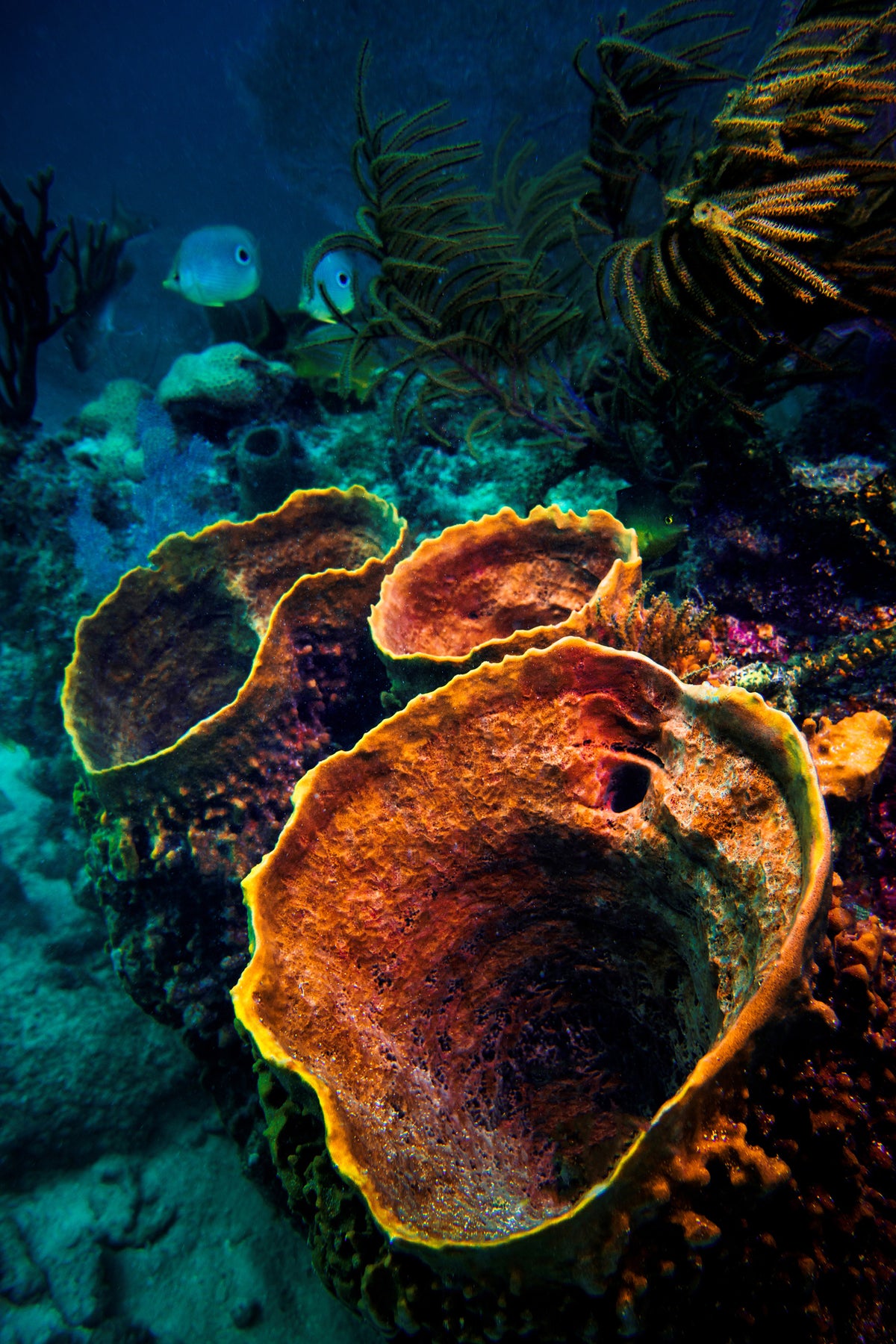 poster-print-coral-vulcanos