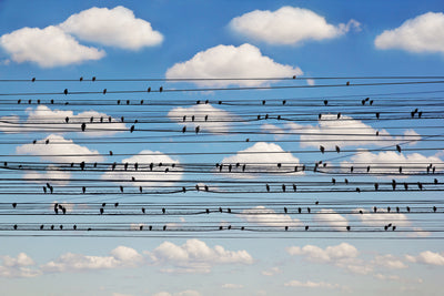 poster-print-cantus-arcticus-concerto-for-birds