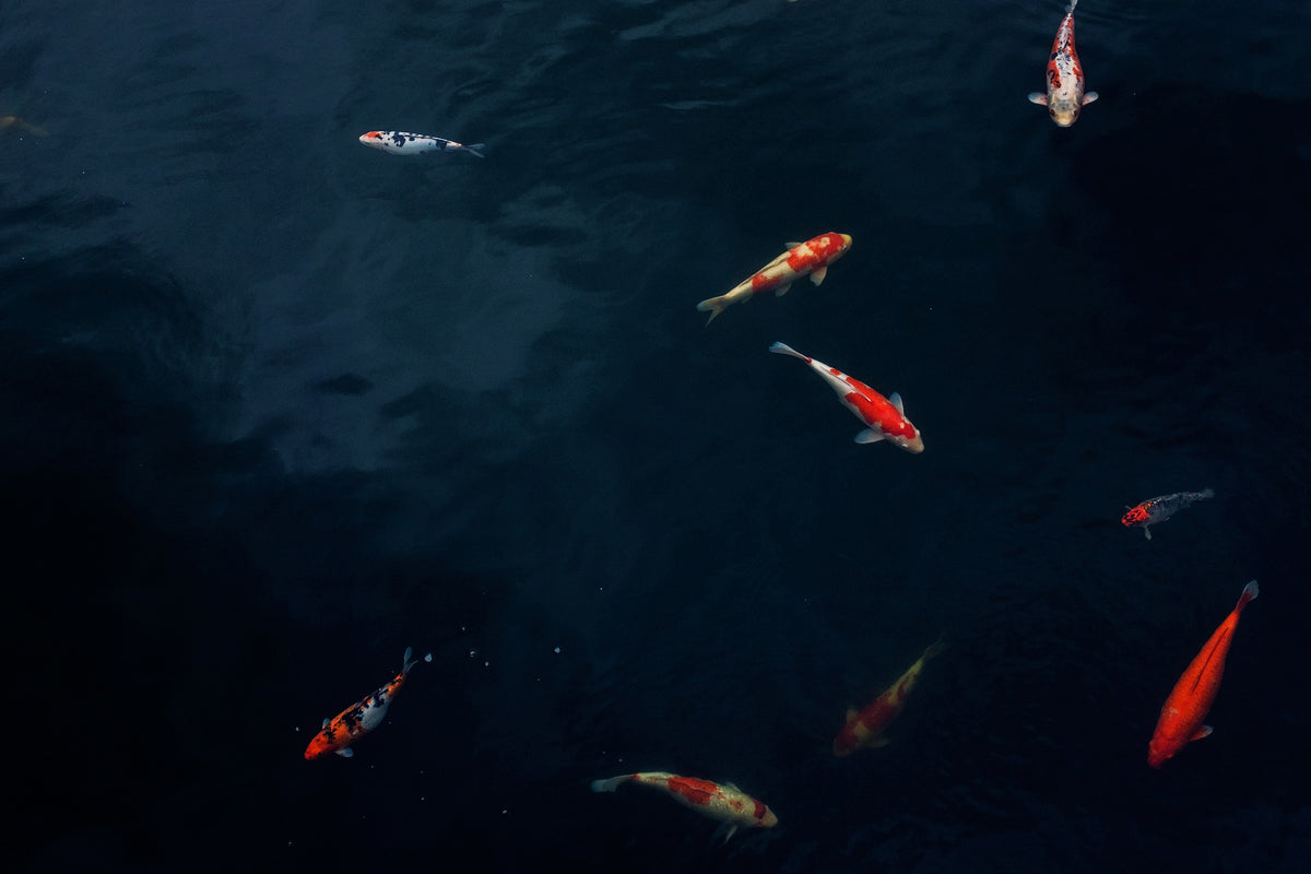 aluminium-print-fish-in-the-pond