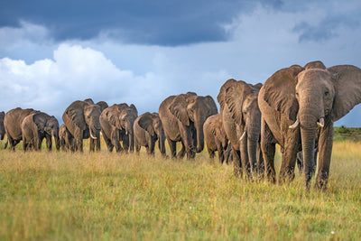 poster-print-the-land-of-the-giants-x