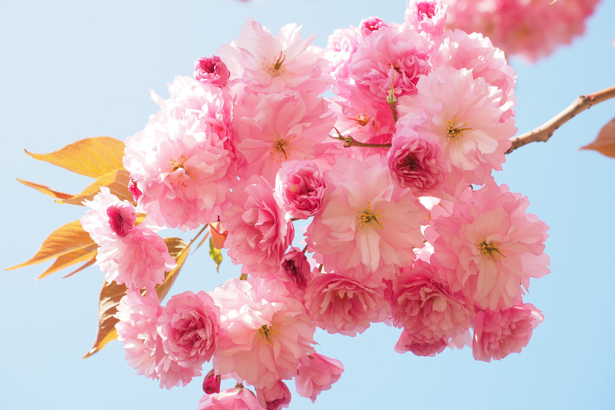 framedcanvas-print-the-cherry-blossoms