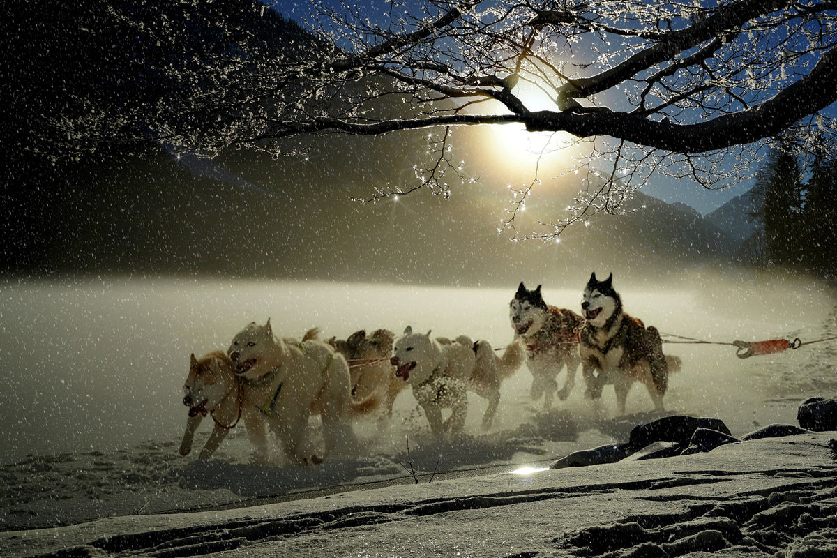 3-piece-acrylic-print-huskies