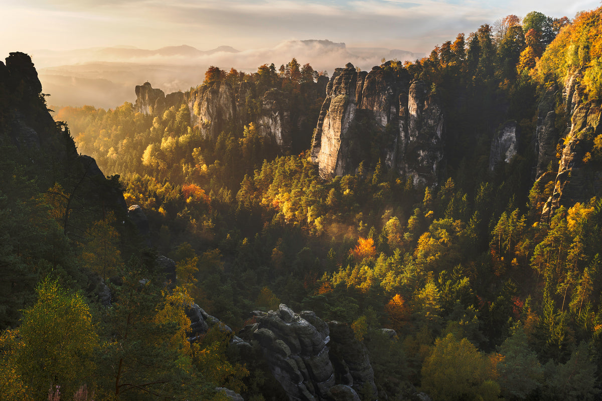 aluminium-print-forest-whispers