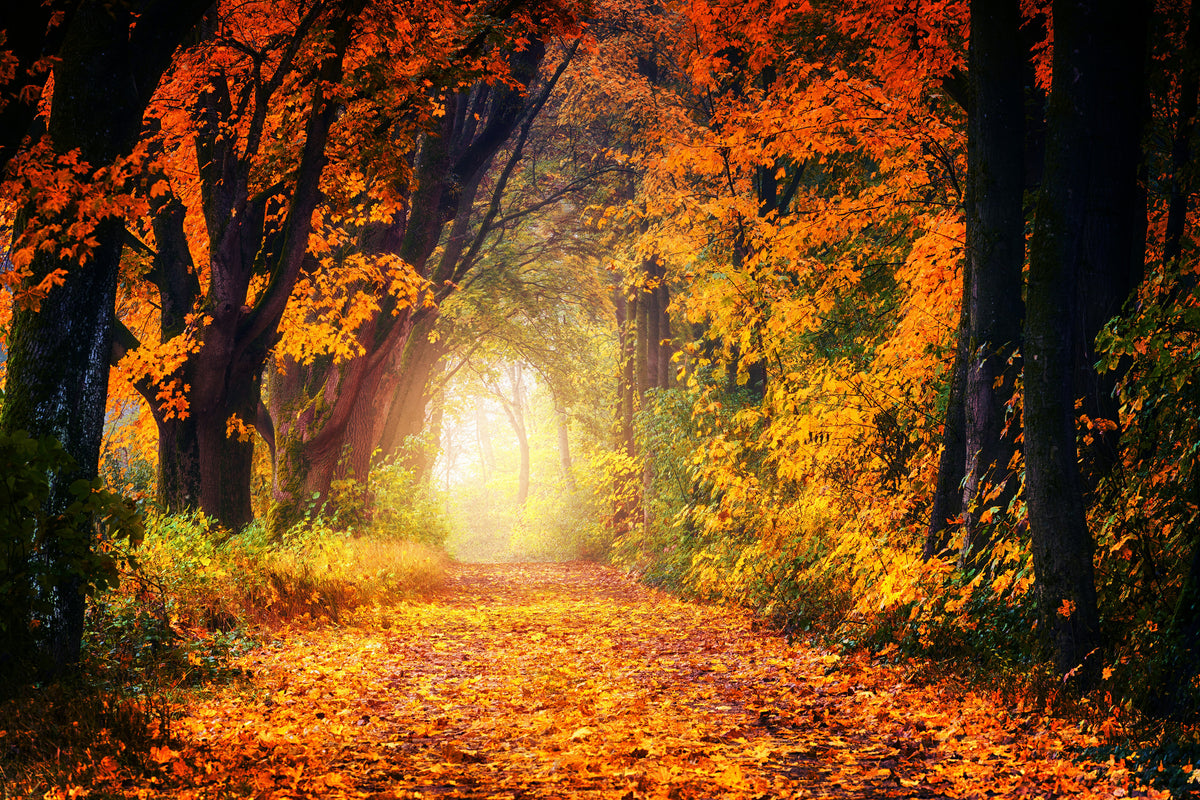 framedposter-print-forest-walk