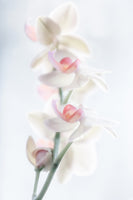 poster-print-pale-beauty