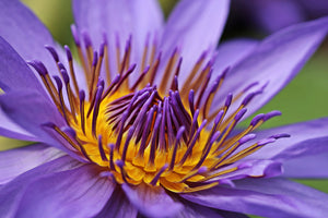 aluminium-print-xxl-water-lily-in-purple