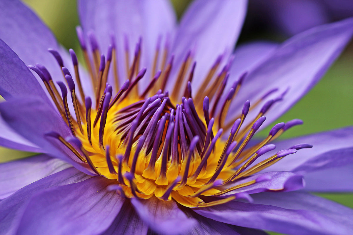 aluminium-print-xxl-water-lily-in-purple