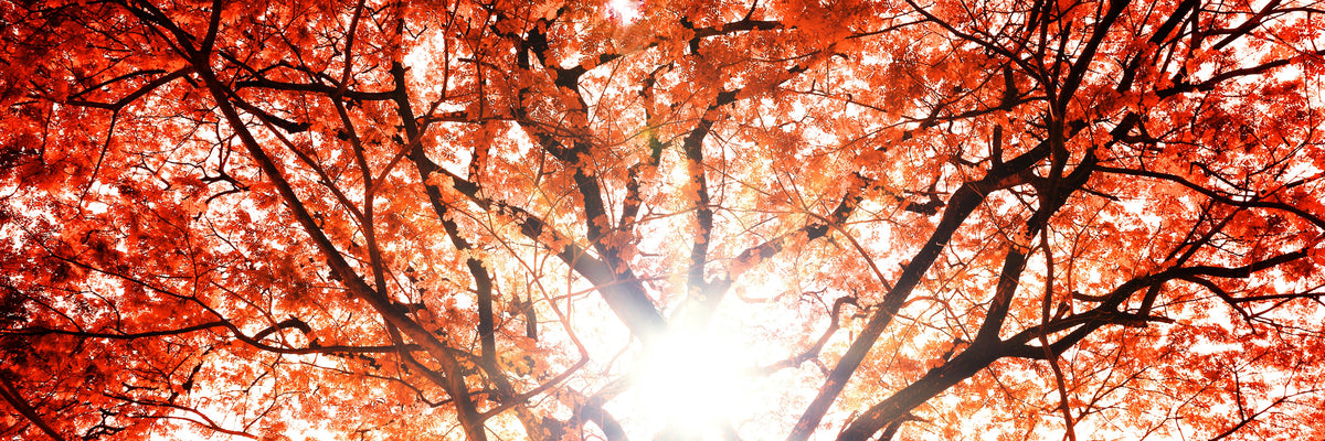 panoramic-3-piece-acrylic-print-light-of-autumn-panorama