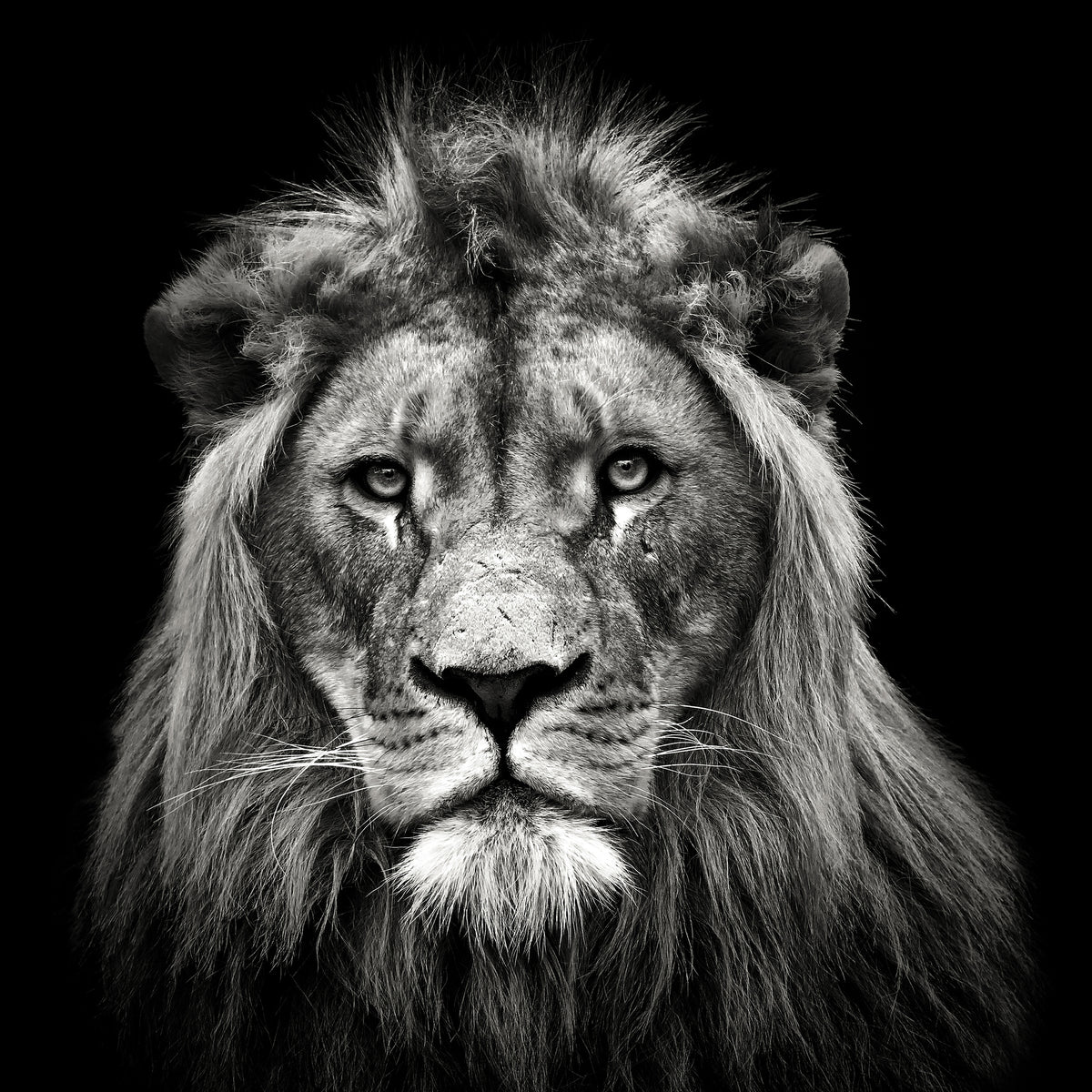 aluminium-print-young-male-lion-x