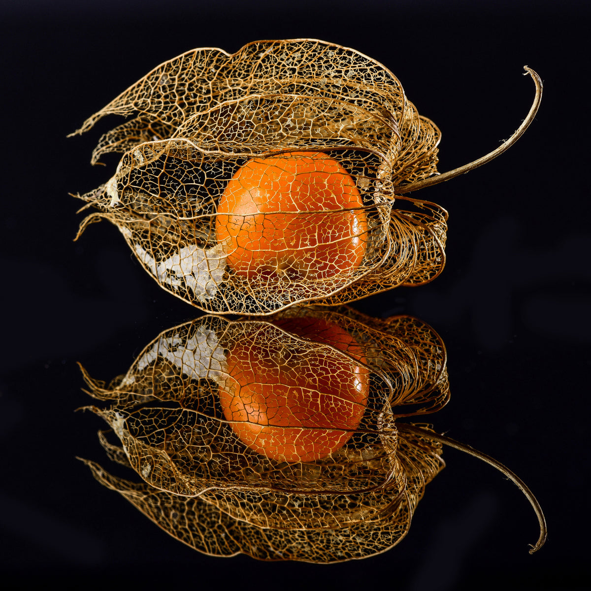 aluminium-print-physalis