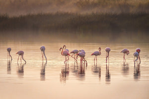 aluminium-print-photographic-ode-to-monet-x