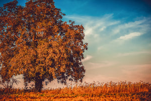 3-piece-canvas-print-the-nut-tree