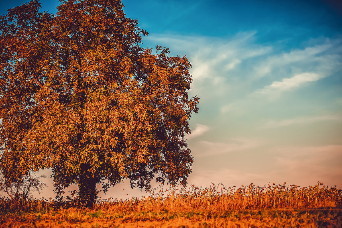 3-piece-canvas-print-the-nut-tree