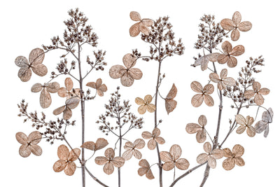 poster-print-hydrangea-paniculata-xmh
