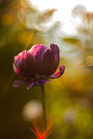 canvas-print-dark-tulips-beauty