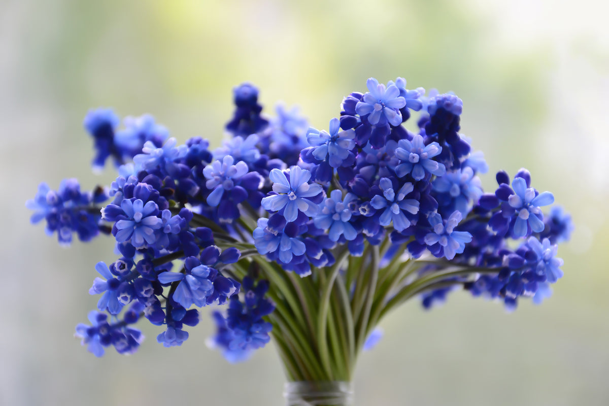 canvas-print-a-bouquet-of-flowers
