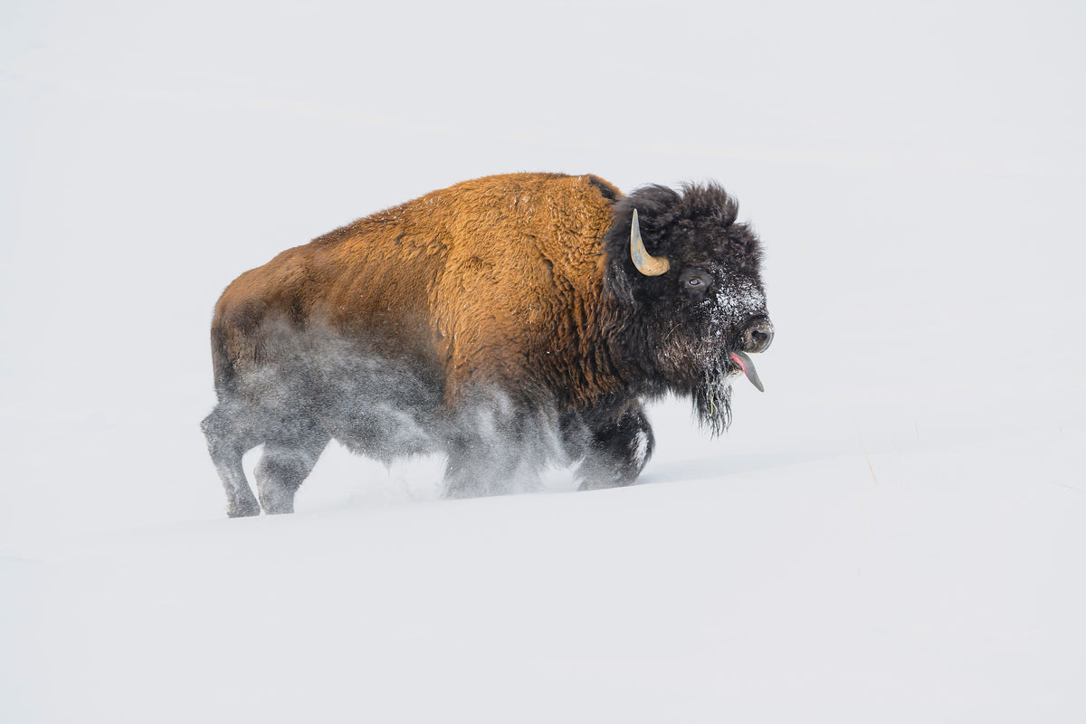 framedposter-print-bison-in-the-snow-x