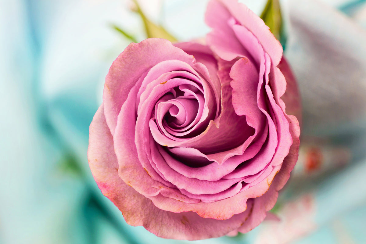 modern-3-piece-aluminium-print-roseblossom-in-pink