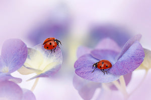 framedposter-print-red-and-purple-x