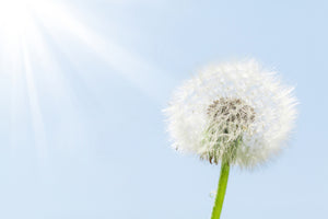 3-piece-acrylic-print-dandelion-in-sunbeam