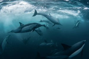 canvas-print-dolphine-run-x