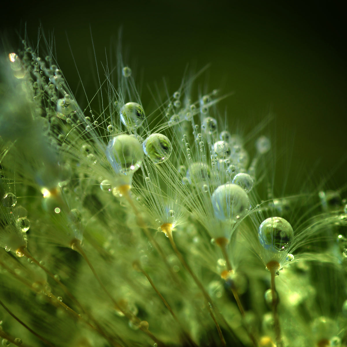 canvas-print-morning-perls-x