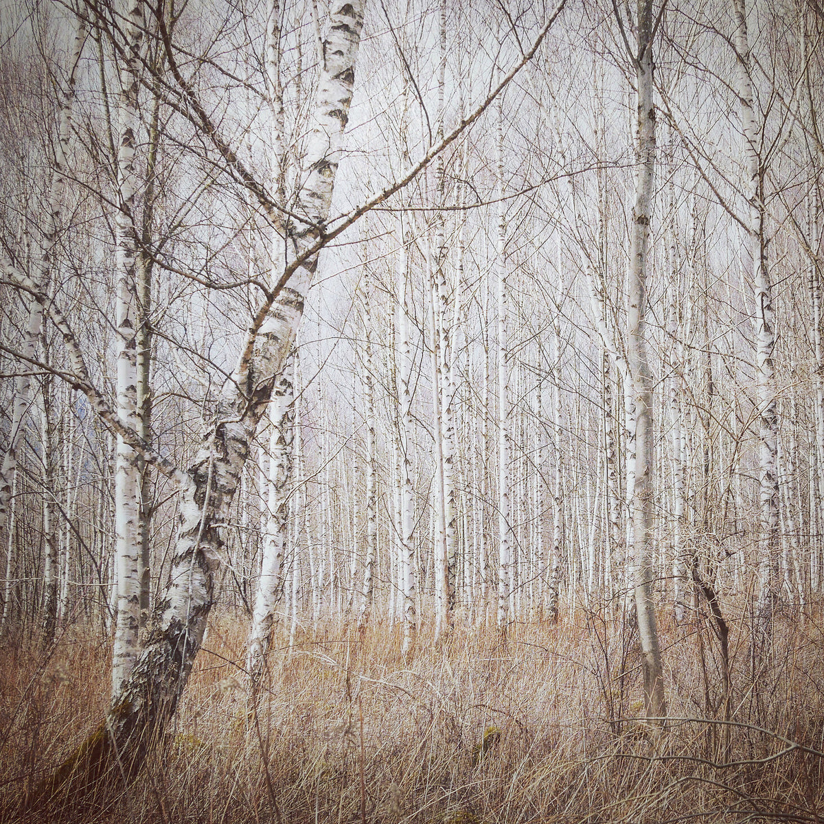 poster-print-birch-forest-x