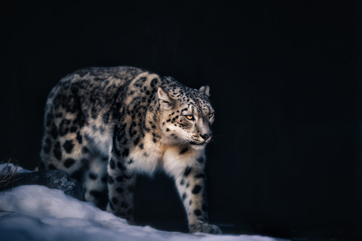 canvas-print-snow-leopard-x