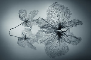 acrylic-print-ephemeral-beauty