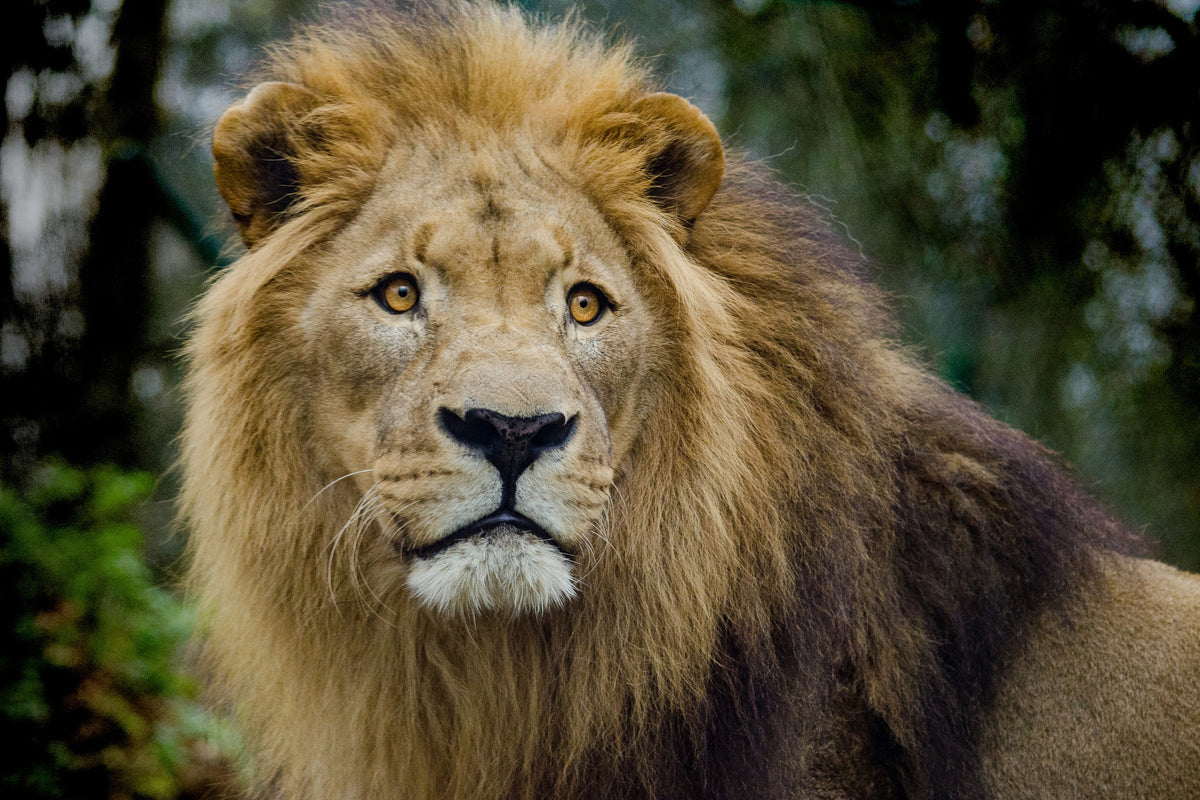 framedcanvas-print-king-of-wildlife