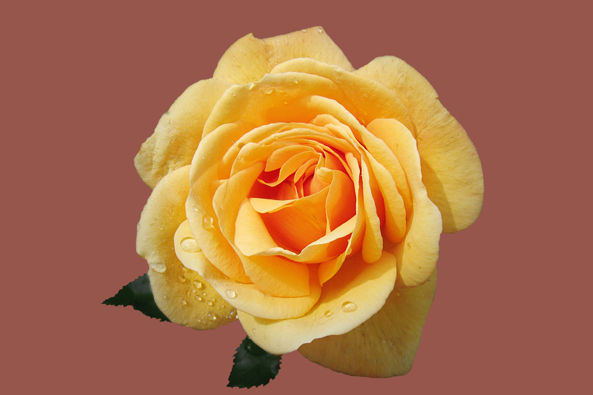 framedposter-print-rose-in-yellow-xxl