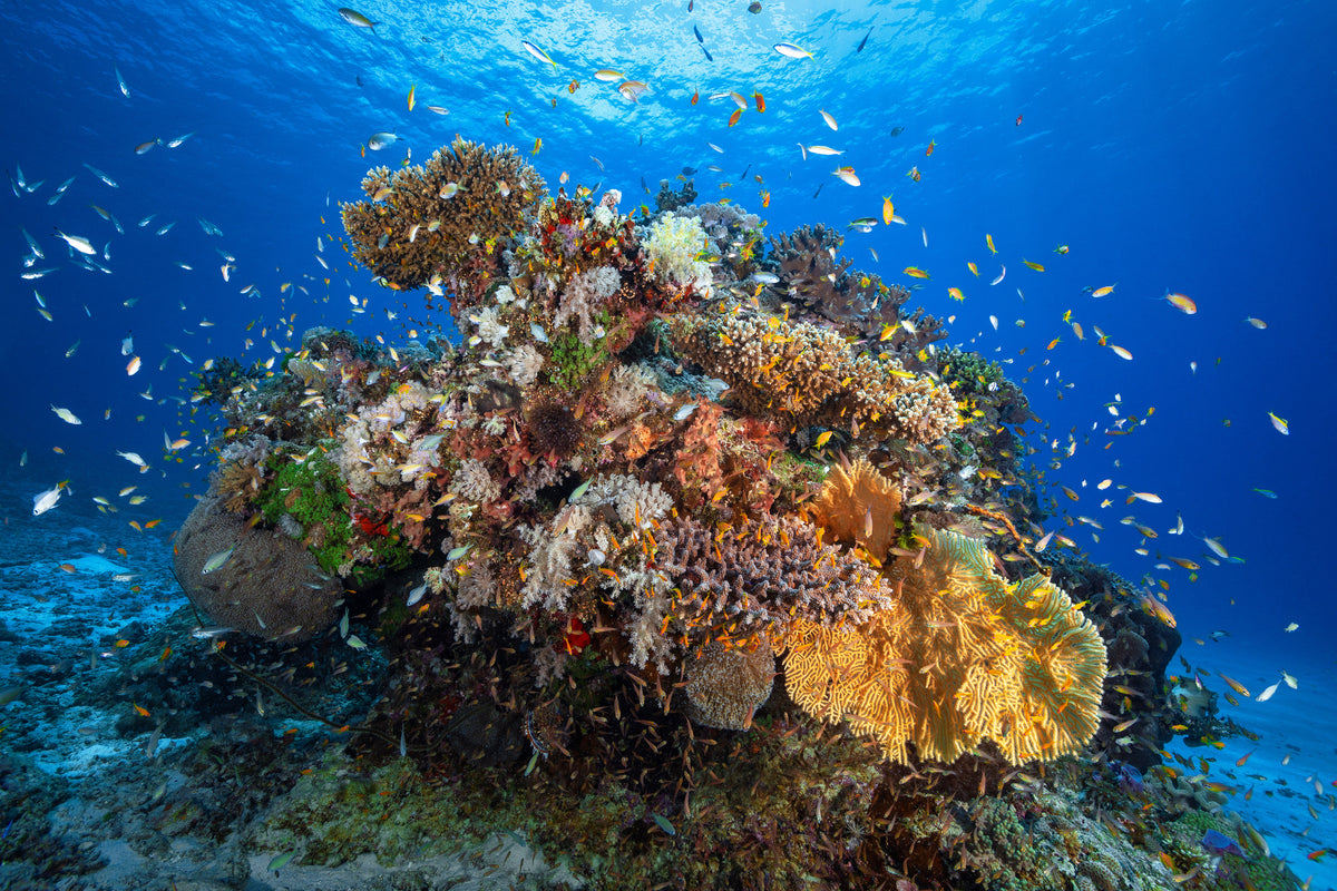 framedposter-print-underwater-biodiversity-x