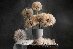 framedcanvas-print-dandelion-seed-pod-x