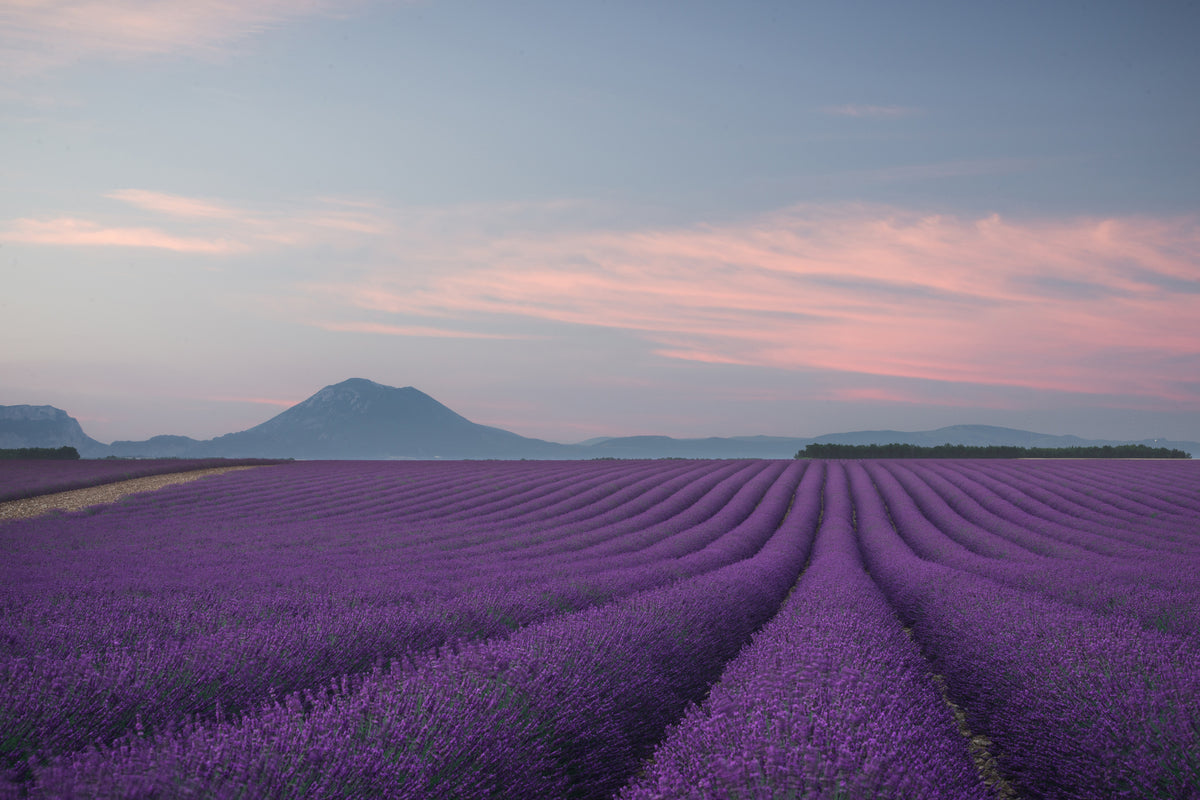 modern-3-piece-canvas-print-lavender-field
