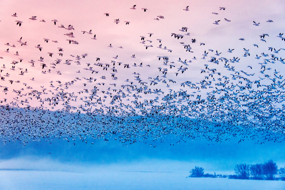 acrylic-print-flying-in-the-fogging-morning