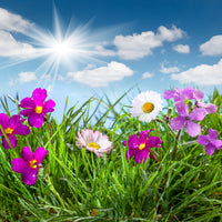 4-piece-aluminium-print-flowering-meadow