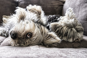 3-piece-aluminium-print-2-cute-dogs