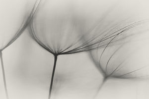 acrylic-print-tragopogon