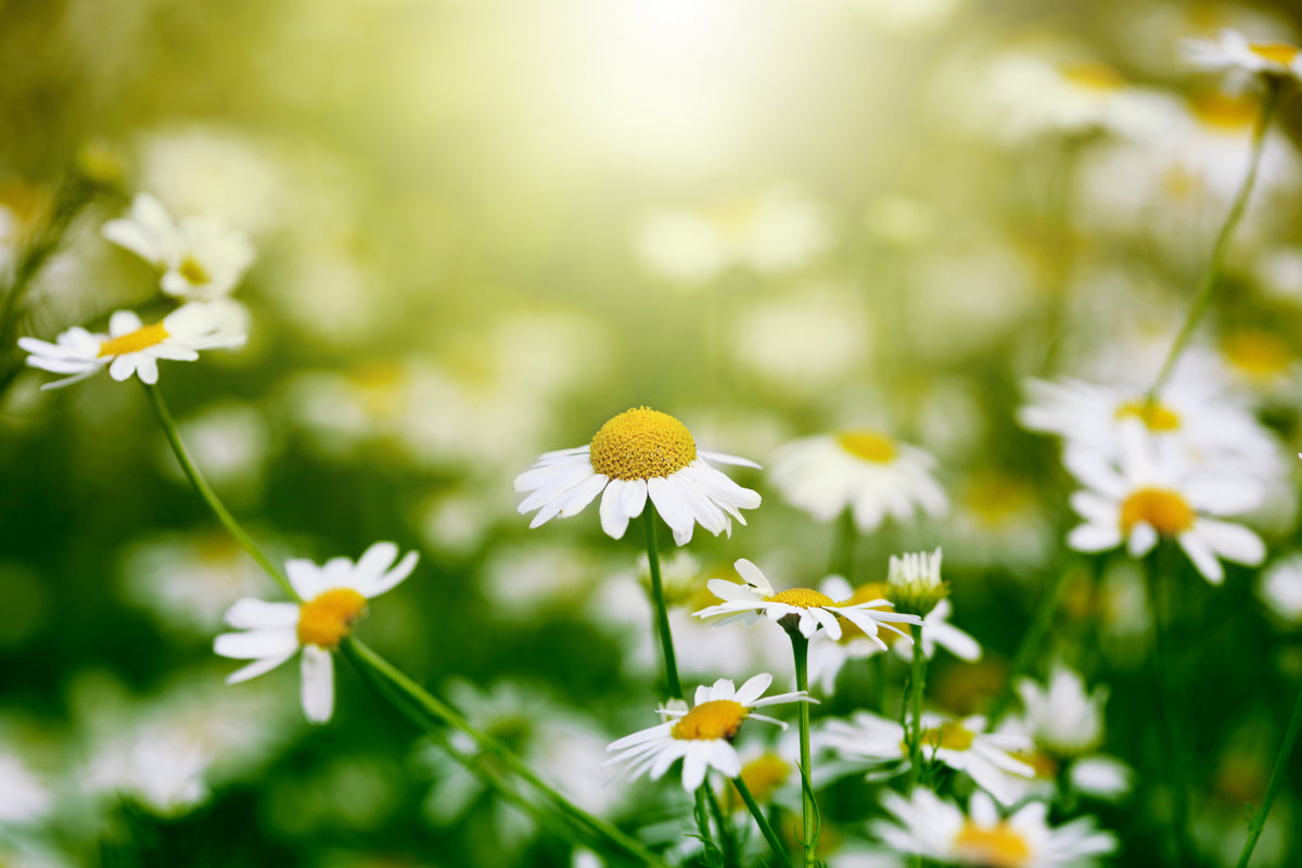 modern-3-piece-canvas-print-the-daisy