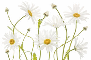 framedcanvas-print-ox-eye-daisies