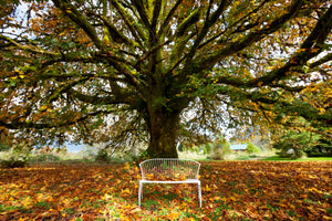 acrylic-print-my-favorite-tree