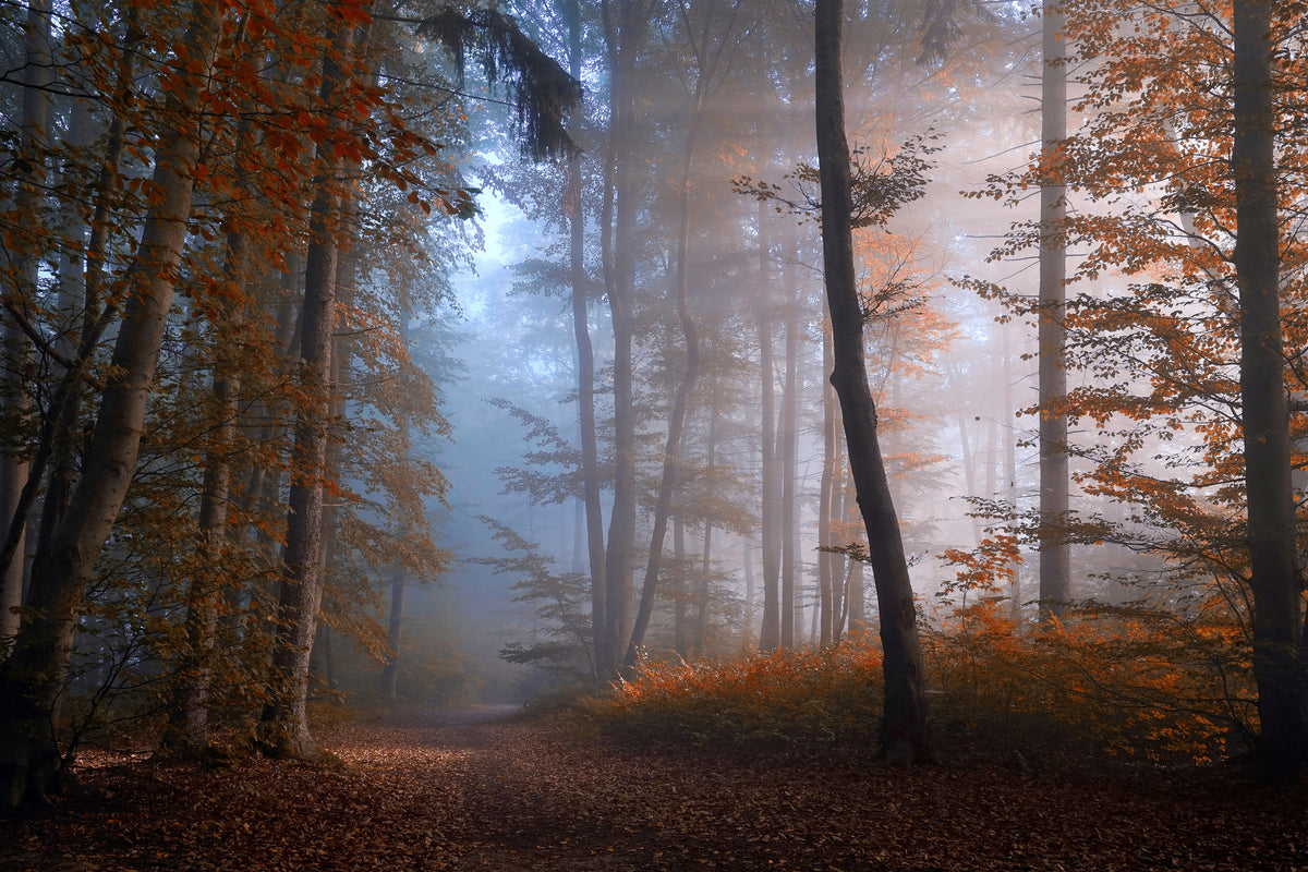 framedposter-print-autumn-colors-x
