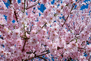 framedposter-print-the-japanese-cherry